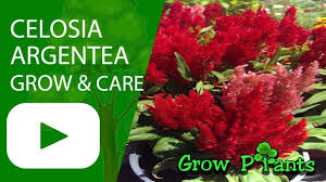 Celosia Argentea Growing Care Beauty Edible Plant Information Climate Hardiness Zone Uses Growth Speed Water Requirement Light Exposure Plantin