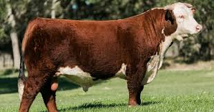 Bull Hereford Hereford Cattle Bull Cattle