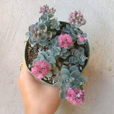 These pretty pink succulents are perfect for lovers of pastels. Blue Elf Sedum Sunsparkler Sedum Succulents For Sale Hot Pink Flowers
