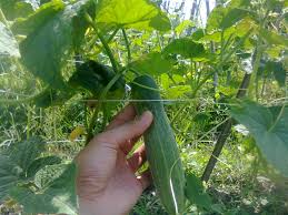 Proses pembentukan ini terjadi demi menjaga kesehatan tubuh, terhindar dari berbagai macam penyakit. Pendangiran Penyiangan Dan Pembumbunan Pada Tanaman Budidaya Tips Petani