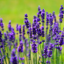 Image result for Lavandula angustifolia Vera