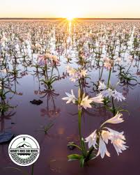 Image result for Crinum paludosum