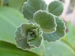 Stevia (/ ˈ s t iː v i ə, ˈ s t ɛ v i ə /) is a natural sweetener and sugar substitute derived from the leaves of the plant species stevia rebaudiana, native to brazil and paraguay. Camphor Live Plant Kapoor Ka Podha Bonsai Plants Nursery