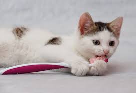 Over time, these bacteria lead to gum disease, periodontal disease, and chronic halitosis. February Is National Pet Dental Health Month Clean Those Teeth Cattime Cat Care Pet Dental Month Cats