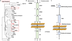 2500×3500 downloadjung und frei #59 related posts: Frontiers Cd95 Structure Aggregation And Cell Signaling Cell And Developmental Biology