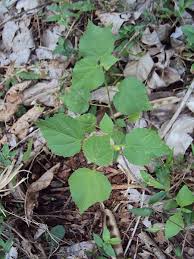 Image result for Sida cordifolia
