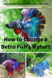 How To Change A Betta Fish S Water Crowntailbetta Wildbettafish Babybettafish In 2020 Betta Fish Betta Baby Betta Fish