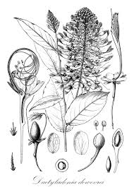 Image result for Dactyladenia