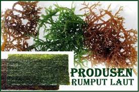 We did not find results for: Daftar Produsen Rumput Laut Di Surabaya Jatim