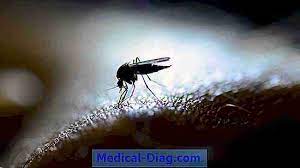 Dit noemen we ook wel een arbovirus. West Nijl Virus Symptomen Preventie En Behandeling Medical Diag Com 2021