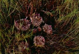 Image result for Lepidagathis