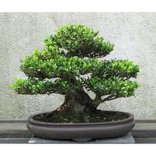 Bonsai Plants At Rs 12500 Piece Bawali Kolkata Id 10312060130