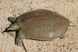 With females the tail needs to be broad to allow eggs to pass through, but it won't appear full and meaty. Spiny Softshell Apalone Spinifera Amphibians And Reptiles Of South Dakota