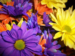 Ever wondered what flower represents your birth month? Birth Flower For The Month Of April Flower Press