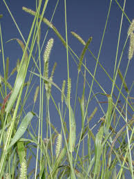 Image result for Setaria parviflora