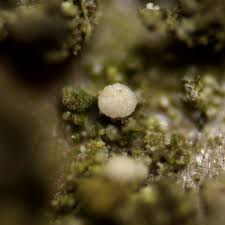 Image result for Micrococca