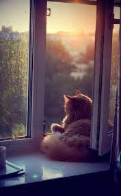 littlepawz where ever i am i always find myself looking out 美しい猫 キュートな猫 面白い猫の写真