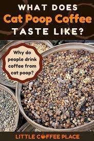Kopi Luwak Cat Shit Coffee How Does It Taste In 2020 Coffee Tasting Best Organic Coffee Coffee Type