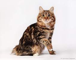 danaya amulet cat kurilian bobtail sumasshedshie koshki lyubiteli koshek kot