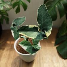 Abcdef adalah aklimat di kebunpedia. Tanaman Bunga Matahari Mini Sun Flower Little Leo Shopee Indonesia