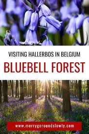 Www.hallerbos.be/ de mooie bloeitijd van de hyacinten is over. Visiting The Bluebell Forest Hallerbos Belgium Merry Go Round Slowly Belgium Travel Travel Through Europe Europe Travel Guide