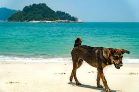 ~ althought november to february is the monsoon season, pulau pangkor, island malaysia generally escapes the worst of the wet and squally weather. The Best Things To Do In Pangkor Island Malaysia Worldwide Walkers