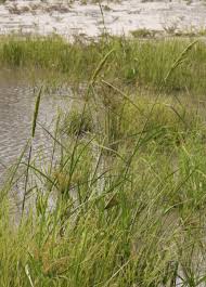 Image result for Echinochloa stagnina