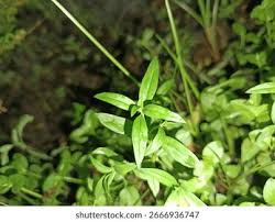 Image result for Oldenlandia angolensis