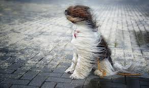 Bildresultat för windy