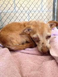 Injured Senior In Need Of Emergency Care Dog Adoption Emergency Care Pets