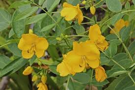 Image result for Senna floribunda