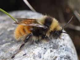 Image result for Bombus lapponicus