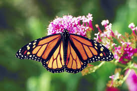 We did not find results for: Keystone Think Tank Issues New Monarch Butterfly Guidelines Summitdaily Com