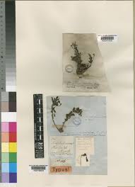 Image result for Rotheca hirsuta