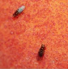 Time Flies Like An Arrow Fruit Flies Like A Banana Origin Flies In The Home 5 502 Extension