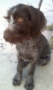 1159 wiggins lake road gladwin, mi 48624 Deutsch Drahthaar Mi Duna Griffon Dog Bird Dogs Animal Antics