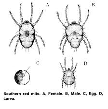 Image result for red mite
