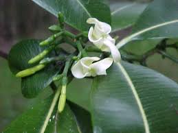 Image result for Ochrosia