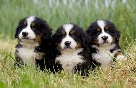 Mar 29, 2015 · welcome to rhapsody bernese mountain dogs we are a small breeder and kennel in california. Bernise Mountain Dogs Dogs Mountain Dogs Bernese Mountain Dog Puppy