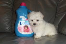 The dogs for sale here provide a joy and. Bichon Frise Maltese Poodle Shih Tzu Designer Breeds Puppy Sales Blue Ribbon Kennels Of Ohio