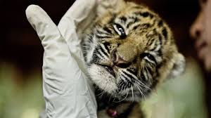 A tropical rain forest in arkansas? Endangered Animals In The Rainforest Owlcation