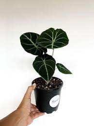 Alocasia Black Velvet Elephant Ear Alocasia Reginula Black Etsy Plants Alocasia Plant Pretty Plants