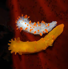 Image result for Tinnea apiculata