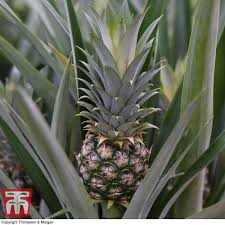 The pineapple is indigenous to south america, where it has been cultivated for many centuries. Pineapple Plant Buying Pineapple Indoor Houseplants Ornamental