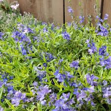 Image result for Melhania prostrata