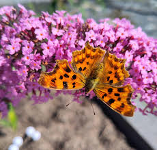 Image result for Polygonia c-album