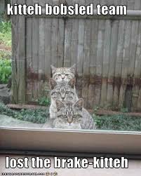 Kitteh Bobsled Team Lost The Brake Kitteh Cats Funny Animals Cute Cats
