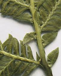 Image result for Selaginella cathedrifolia