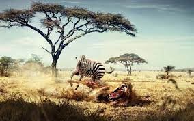 Fantasy Art Lion Zebras Africa Animals Savannah Hd Wallpaper Desktop Background Wildlife Wallpaper Animals Wildlife
