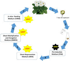 Illustrative flow chart depicting the in vitro regeneration of gerbera...